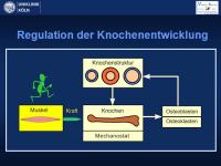 Abbildung 22: Osteogenesis imperfecta