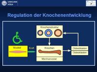 Abbildung 23: Osteogenesis imperfecta