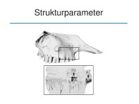 Abbildung 22: Osteologie