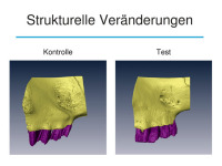 Abbildung 23: Osteologie
