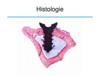 Abbildung 26: Osteologie