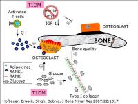 Abbildung 9: Diabetes - Osteoporose