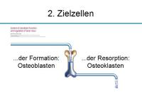 Abbildung 3: Osteoporosetherapie