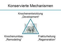 Abbildung 4: Osteoporosetherapie