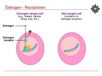 Abbildung 5: Raloxifen