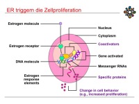 Abbildung 6: Raloxifen