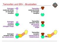 Abbildung 13: Raloxifen
