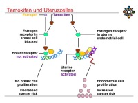 Abbildung 14: Raloxifen