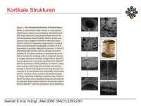 Abbildung 19: Raloxifen