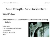 Abbildung 2: Osteoporose