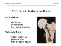 Abbildung 6: Osteoporose