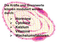 Abbildung 29: K�rperliches Training - Osteoporose