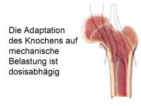 Abbildung 38: K�rperliches Training - Osteoporose