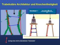 Abbildung 4: Mikrokosmos Knochen