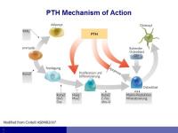 Abbildung 5: Osteoporose
