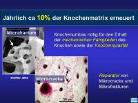 Abbildung 2: Knochenremodeling