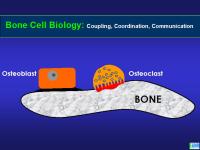 Abbildung 4: Knochenremodeling