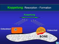 Abbildung 5: Knochenremodeling