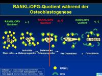 Abbildung 8: Knochenremodeling
