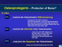 Abbildung 10: Knochenremodeling