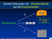 Abbildung 15: Knochenremodeling