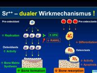 Abbildung 21: Knochenremodeling