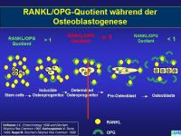 Abbildung 28: Knochenremodeling