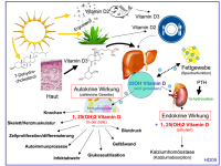 Abbildung 4: Vitamin D - Kalzium