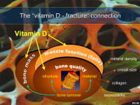 Abbildung 17: Vitamin D - Kalzium