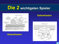 Abbildung 4: Osteoporose - Medikament�se Therapie