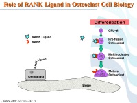 Abbildung 58: COPD - Osteoporose