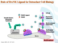 Abbildung 59: COPD - Osteoporose