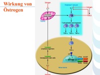 Abbildung 67: COPD - Osteoporose