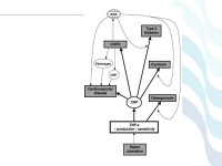Abbildung 71: COPD - Osteoporose