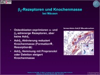 Abbildung 9: Knochenmasse