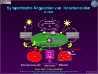 Abbildung 11: Knochenmasse