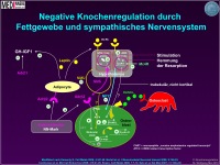 Abbildung 12: Knochenmasse