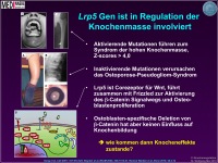 Abbildung 22: Knochenmasse