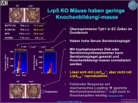 Abbildung 23: Knochenmasse