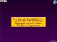 Abbildung 25: Knochenmasse