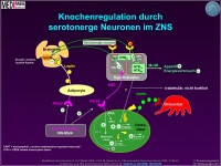 Abbildung 34: Knochenmasse