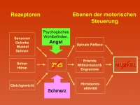 Abbildung 10: Sturzrisiko - Frakturrisiko