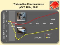 Abbildung 6: Immobilisierung