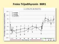 Abbildung 19: Immobilisierung