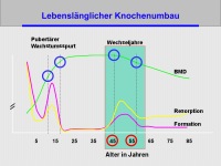 Abbildung 3: HRT- Osteologie