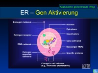 Abbildung 5: SERMS