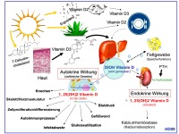 Abbildung 2: Vitamin D