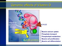 Abbildung 3: Vitamin D