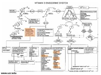 Abbildung 4: Vitamin D