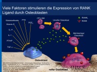 Abbildung 6: RANK-Ligand